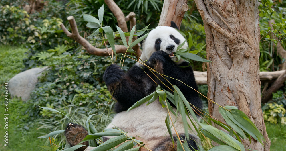 Obraz premium Panda eat bamboo