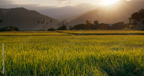 Fresh rice field under sunset