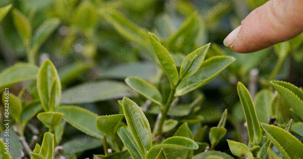 Obraz premium Green tea leaves with small bug