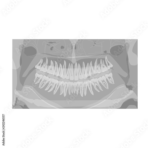 panoramic dental  X-ray. human jaw.isolated on white.Stock vector illustration