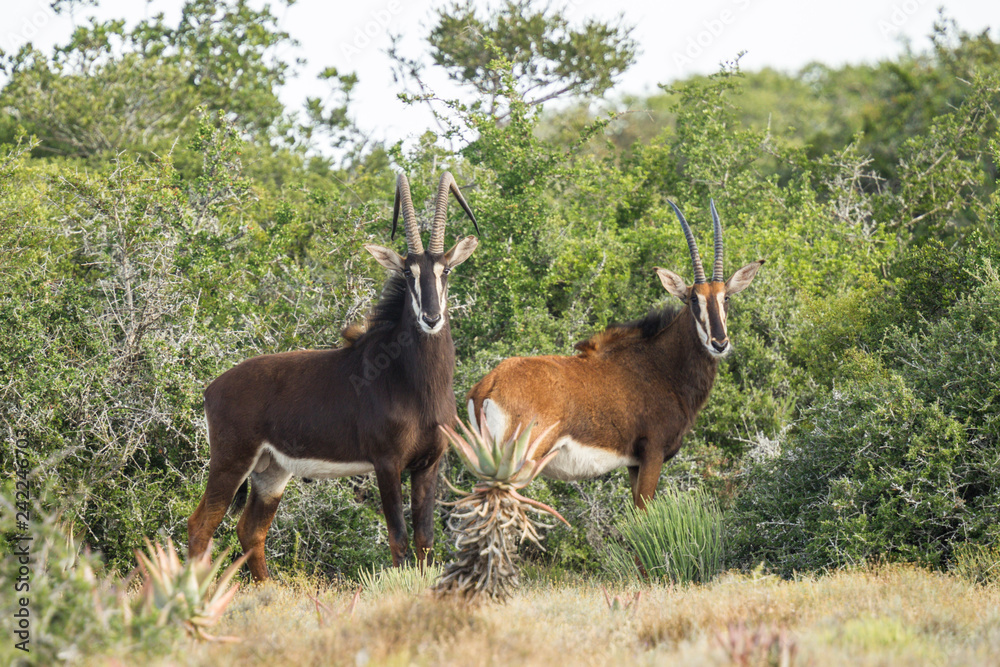 Large male and female Sable antelope standing in a clearing
