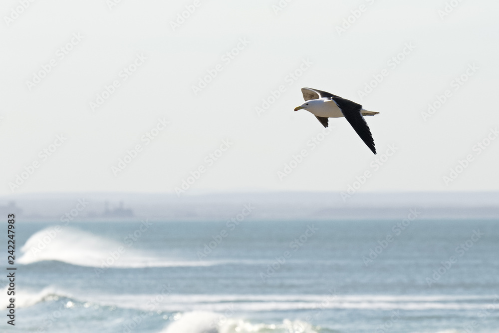Seagull gliding high above the waves