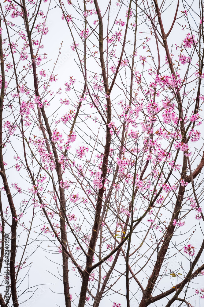 Thai Sakura Starting Blossom at Phu Hin Rong Kla National Park Thai Sakura Starting Blossom at Phu Hin Rong Kla National Park