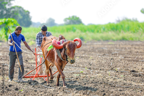 farmer with cows in field