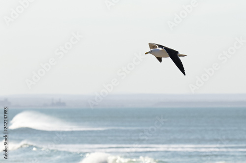 Seagull gliding high above the waves