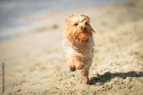 Yorkshire Terrier Puppy Playing Fetch Carrying Orange Ball