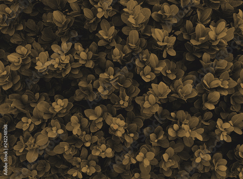 leaves pattern texture background brown color, Natural background closeup sepia color