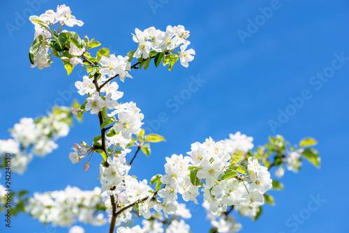 Flowering apple, blossom on sky background, white flowers on branch, spring blossoming tree