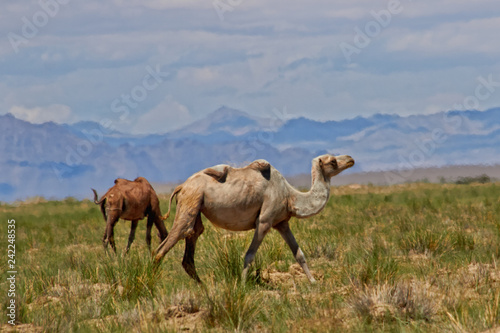 Mongolian camel © Vasiliy Koval