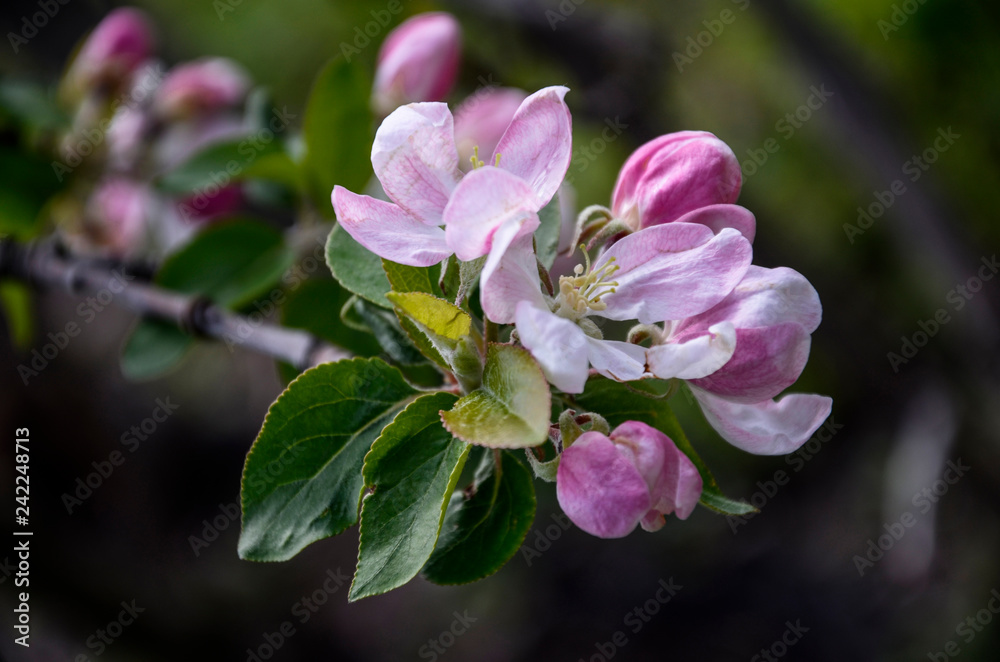 Obraz premium Apple blossoms 