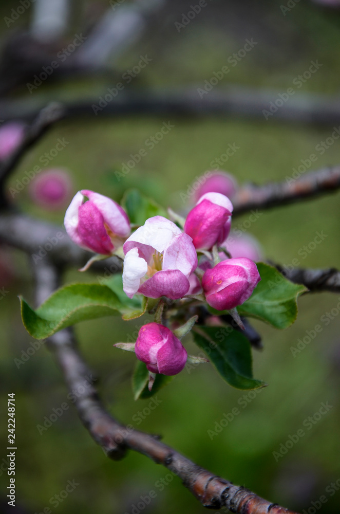 Fototapeta premium Apple blossoms