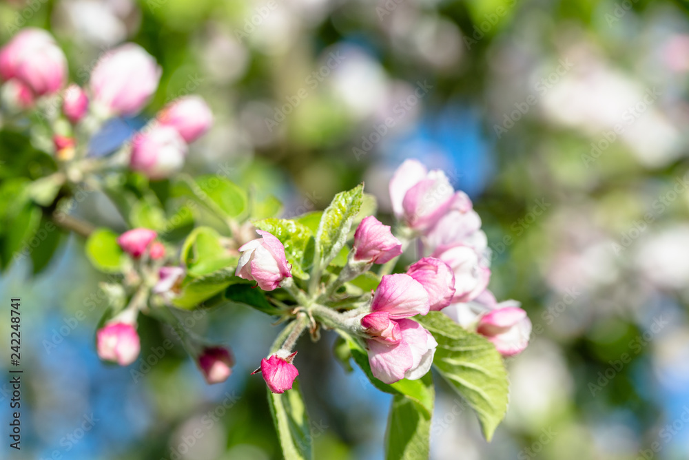 Spring blooming branch, apple flower buds, fresh blossoms in springtime Spring blooming branch, apple flower buds, fresh blossoms in springtime