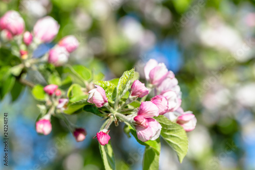 Spring blooming branch, apple flower buds, fresh blossoms in springtime
