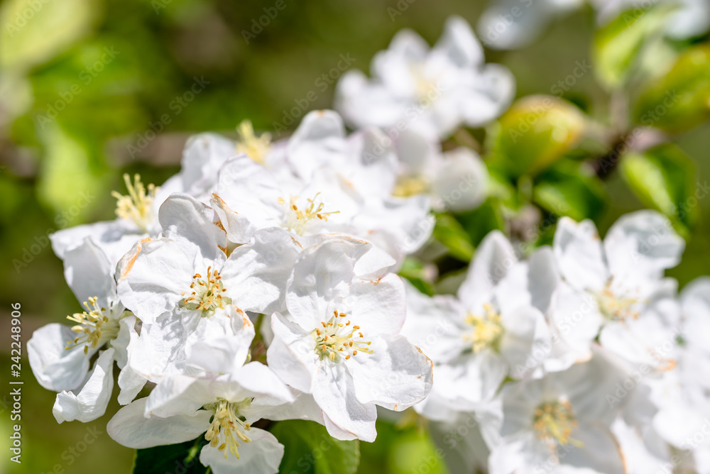 Apple blossom, spring flowers, closeup of blossoming branch of fruit tree