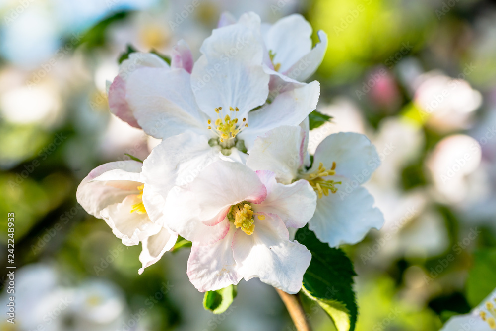 Apple flower, spring blossom, macro of white blossoming branch of fruit tree