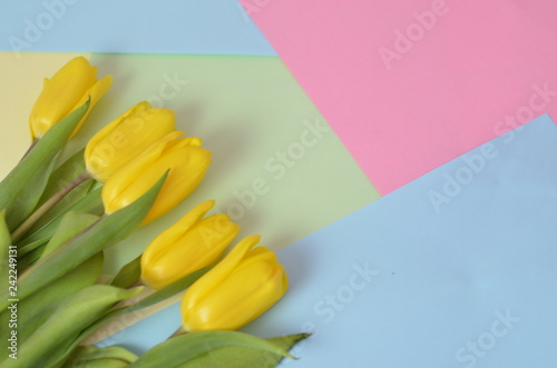 Fototapeta Naklejka Na Ścianę i Meble -  Fresh beautiful yellow tulips gift box on colorful background. Spring concept. top view with copy space. Happy mother day, hello spring, 8 march women day