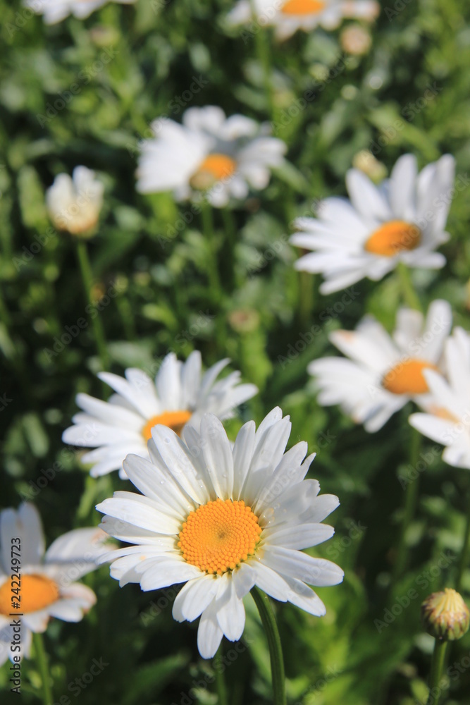 Fototapeta premium field of daisies