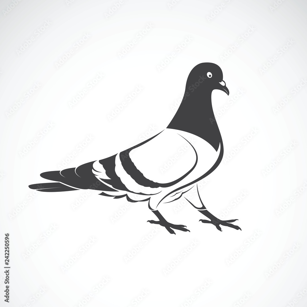 Vector Of Pigeon Design On White Background Bird Icon Wild Animals Easy Editable Layered Vector Illustration Stock ベクター Adobe Stock