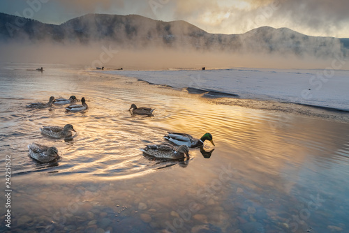 Duck winter on the river Yenisei.