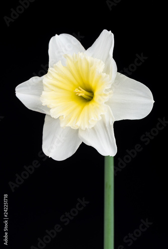 Fototapeta Naklejka Na Ścianę i Meble -  Bright spring narcissus