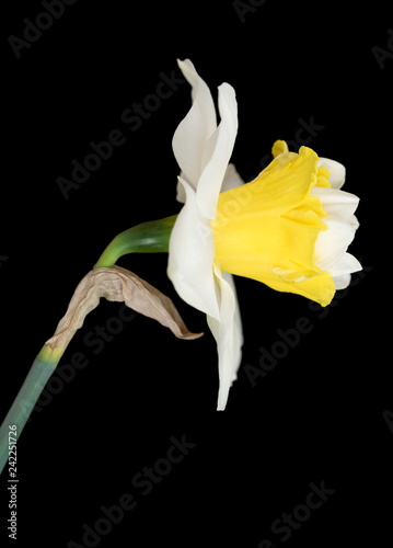 Fototapeta Naklejka Na Ścianę i Meble -  Bright spring narcissus