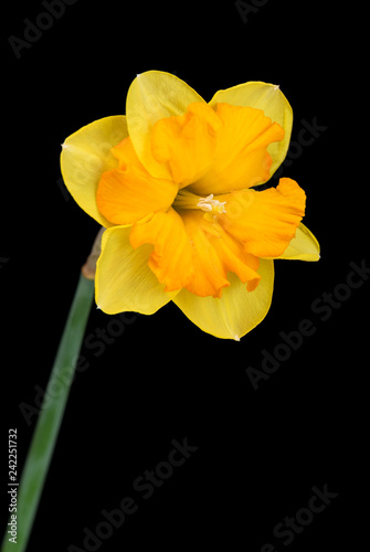 Fototapeta Naklejka Na Ścianę i Meble -  Bright spring narcissus