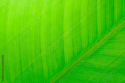 Macro green leaf background with linear texture