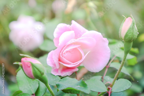 Natural rose pink background blur