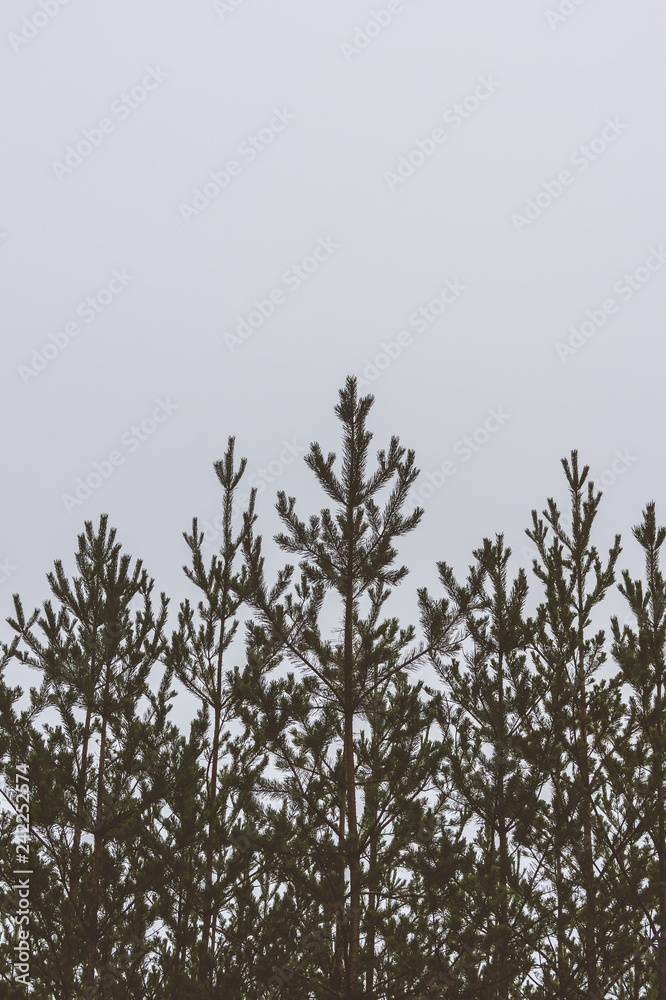 Silhouette of a pine forest and sky. Place for the text. Silhouette of a pine forest and sky. Place for the text.