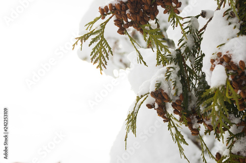 A branch of green fir under the snow close up on a white background