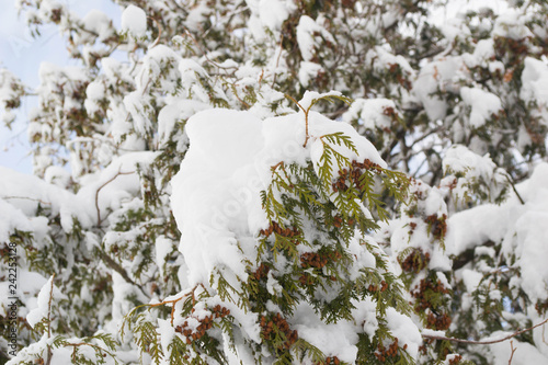 Texture of green fir under the snow