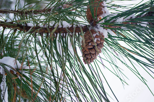 Tree branch with prickles and a cone close-up on a white background