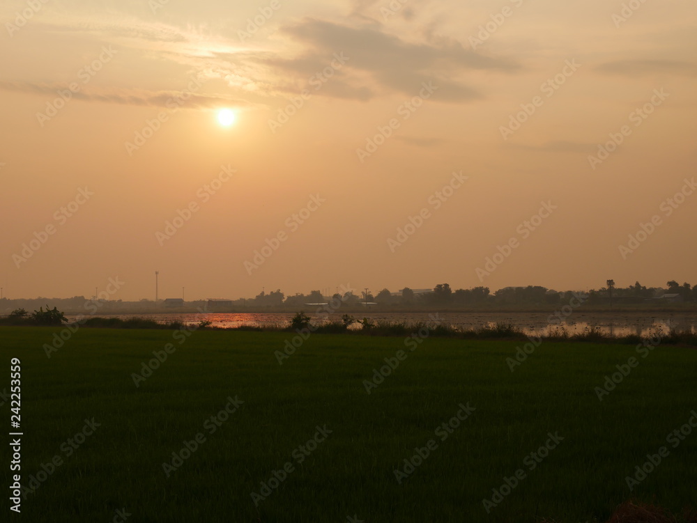 Reflections of the sun and the sky with water in cornfield and birds are living.Shooting location is Pathum Thani ,Thailand. Reflections of the sun and the sky with water in cornfield and birds are living.Shooting location is Pathum Thani ,Thailand.