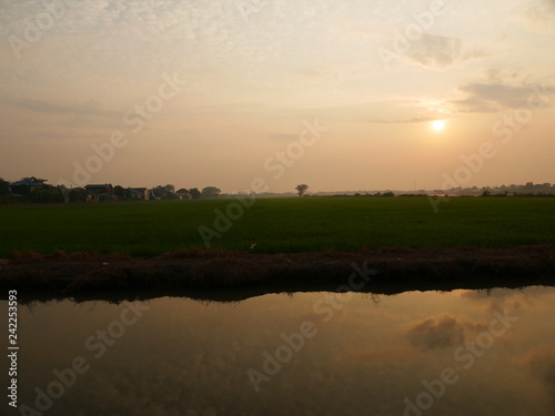 Reflections of the sun and the sky with water in cornfield and birds are living.Shooting location is Pathum Thani  Thailand.