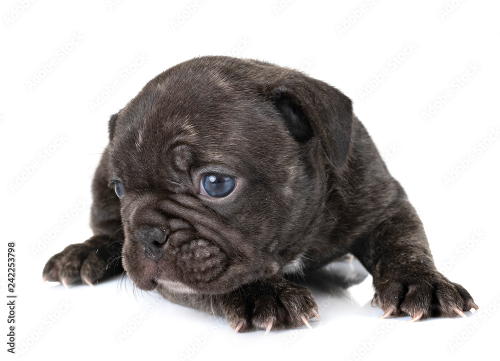 puppy french bulldog puppy french bulldog