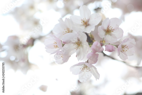 桜の花とつぼみ