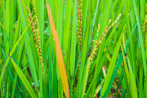 riceberry plant in green organic rice paddy field