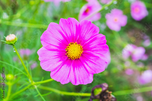 Cosmos flower in the garden  closeup