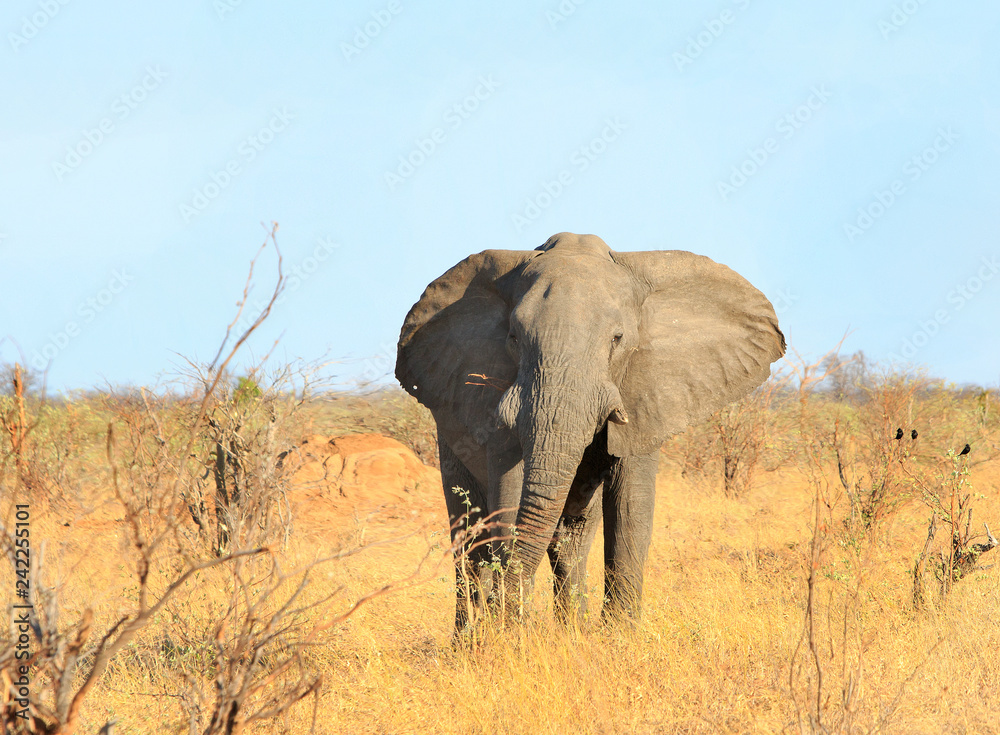 Beautiful Large Bull Elephant standing looking ahead on the dry African Savannah with a clear blue pale sky in Hwange National Park, Zimbabwe, Southern Africa