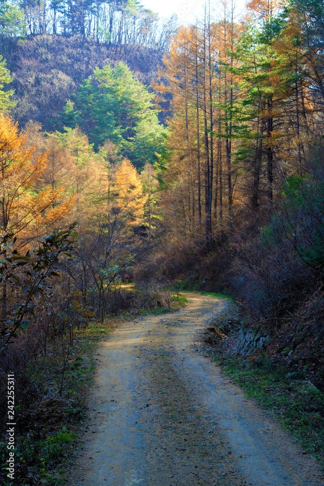 숲속 길