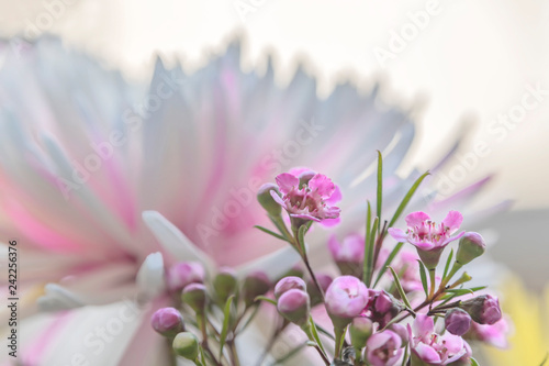 Delicate pink and white flowers on a blurred background closeup