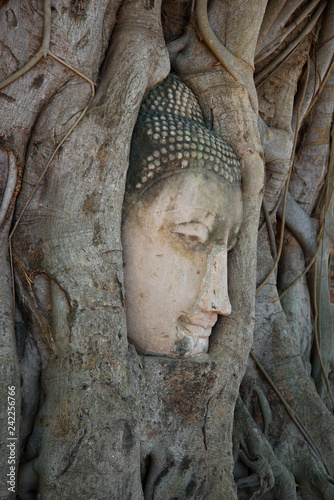 Foto The head of an ancient sculpture of Buddha which grew into tree roots