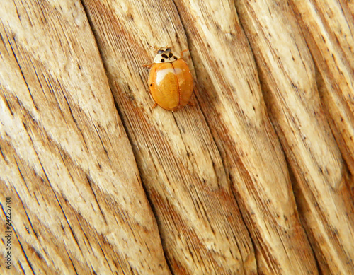 Bright Yellow Ladybug Resting on the Rough  Wooden Door