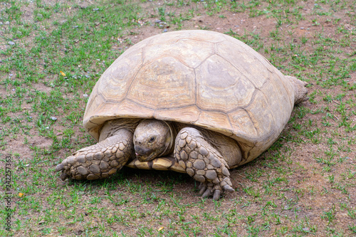 tortoise on the grass