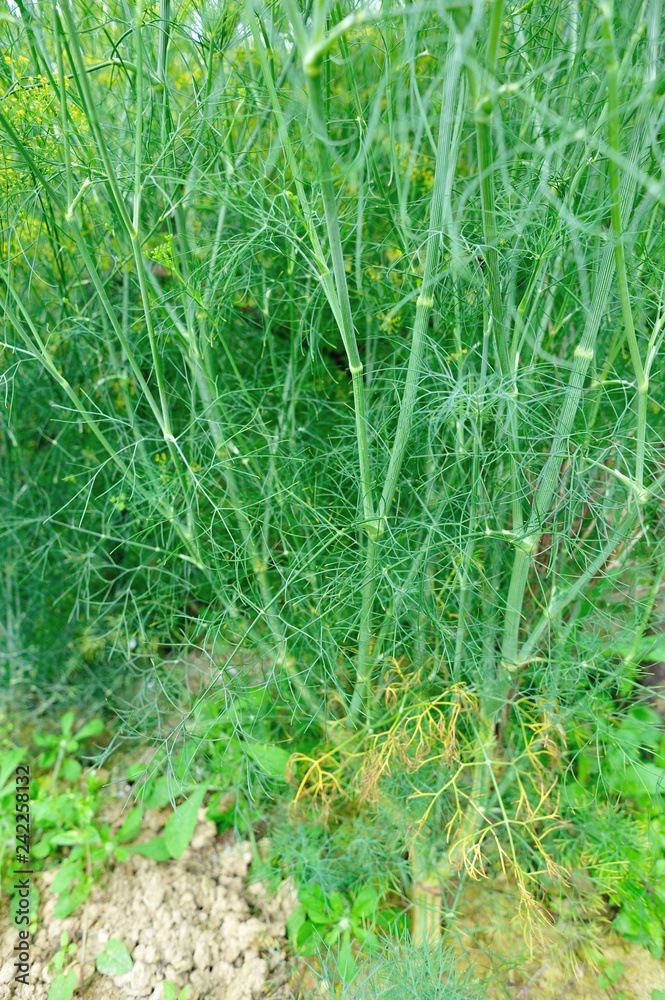 Fennel (Foeniculum vulgare) in growth at garden Fennel (Foeniculum vulgare) in growth at garden
