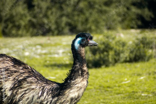 Emu with blue head feathers