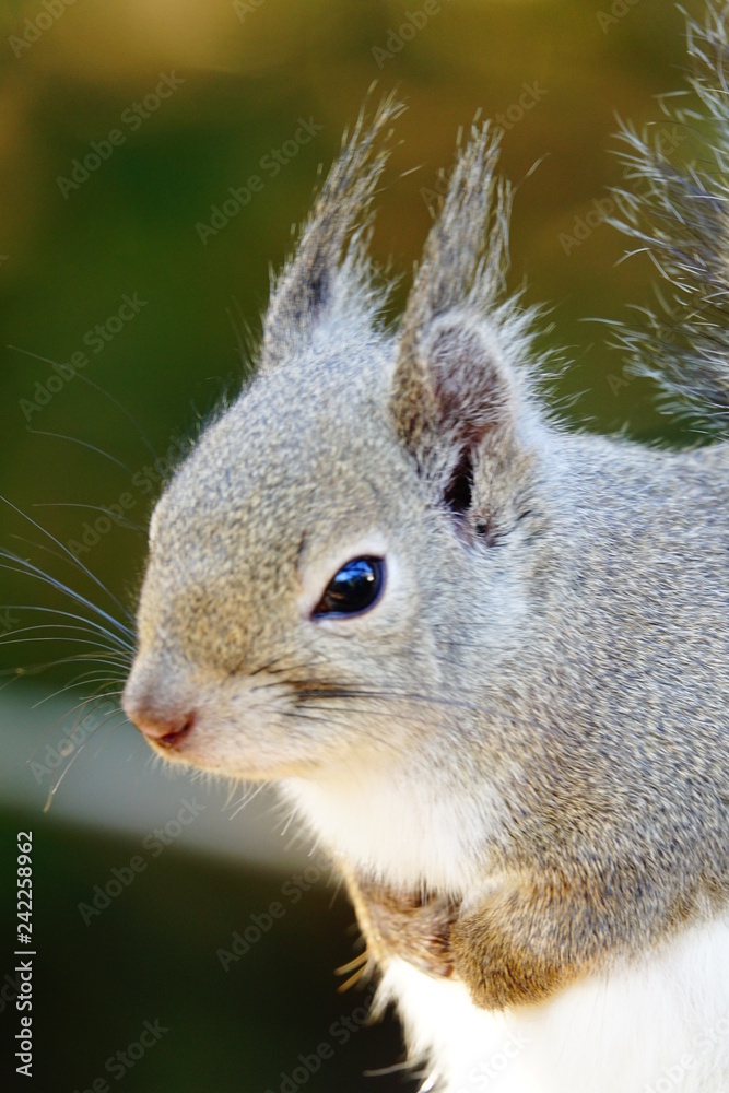 Obraz premium リスの小径