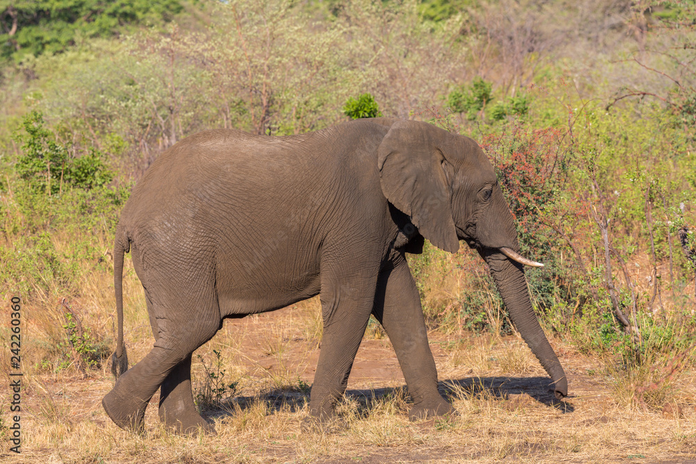 side view portrait african elephant (loxodonta africana) grazing
