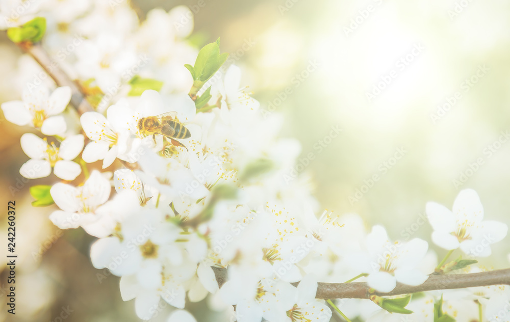 Fototapeta premium Spring abstract bee flying.