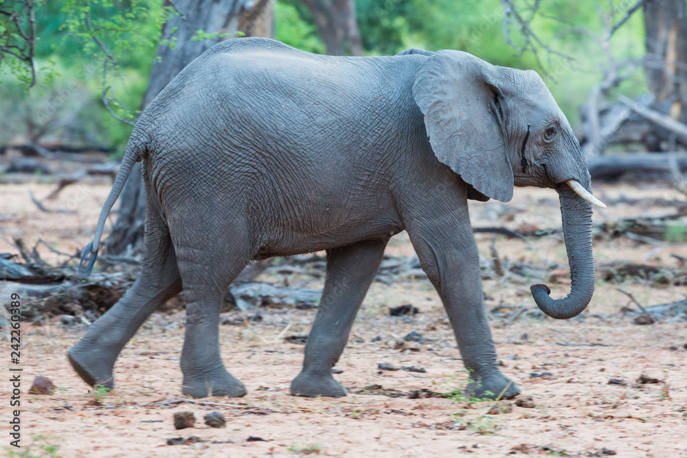 adolescent wild african elephant (loxodonta africana) walking